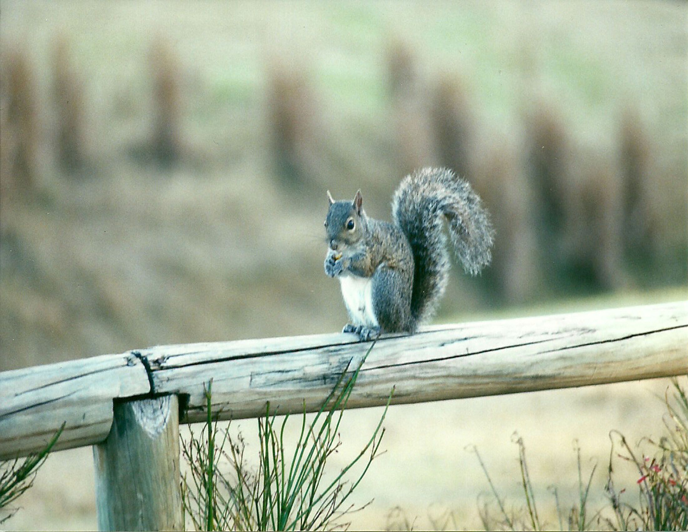 Why a Professional is Needed for Squirrel Removal in Reynoldsburg