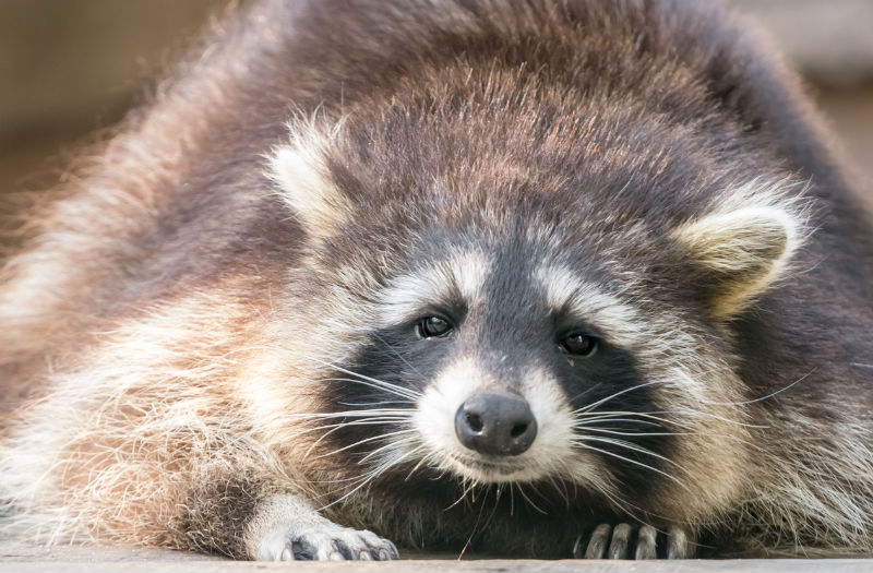 The Importance of Hiring Professionals in Animal Control in Reynoldsburg to Deal With Rabies-Infected Wildlife