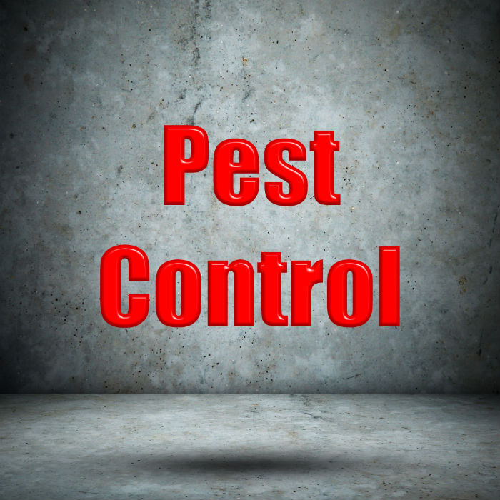 When to Call a Bed Bug Exterminator in Revere, MA