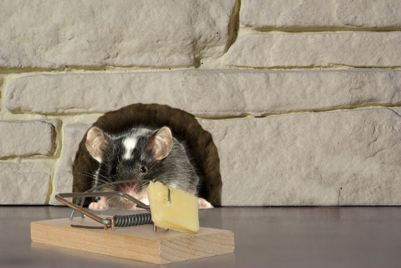 There Are Professional Rat Control Services In Arlington VA