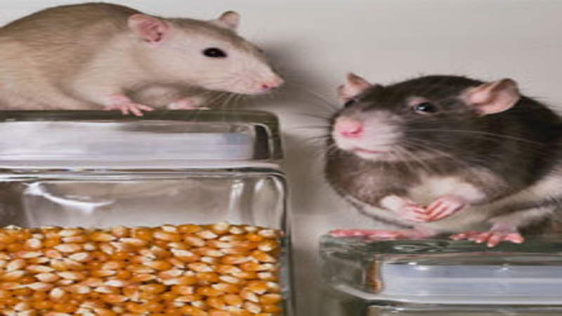 Hiring a Rodent Control Service in Saugus, MA