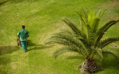 Boost Your Property’s Beauty With Professional Lawn Maintenance Kawartha Lakes Services