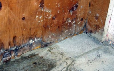 Protect Your Home From Hidden Hazards With Expert Mold Removal in Omaha, NE Solutions