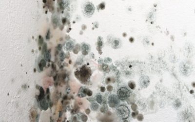 What to Expect During Professional Mold Removal Services